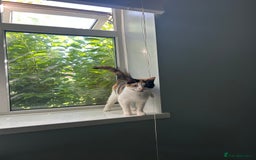 Mixed Breed cats for sale: Calico kitten/cat (less than 2)  - Image 4