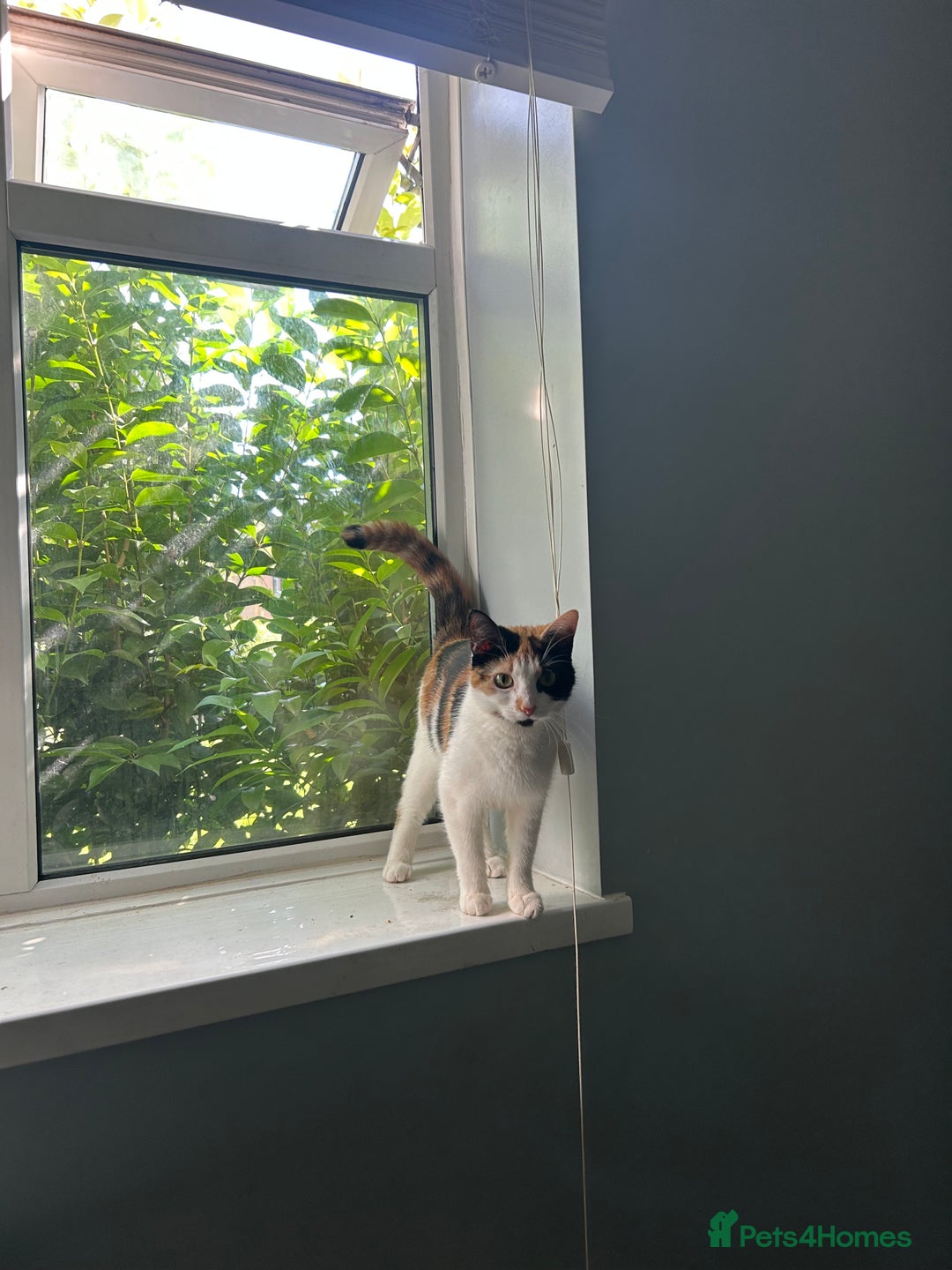 Mixed Breed cats for sale: Calico kitten/cat (less than 2)  - Image 4
