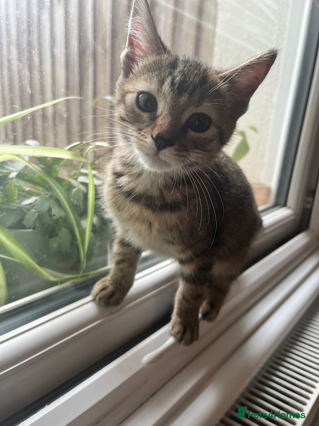 Mixed Breed cats for sale: Pixie bob mixed kittens - Image 17