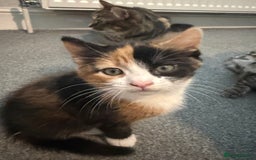 Mixed Breed cats for sale: 1 female tabby & 1 female calico  - Image 4