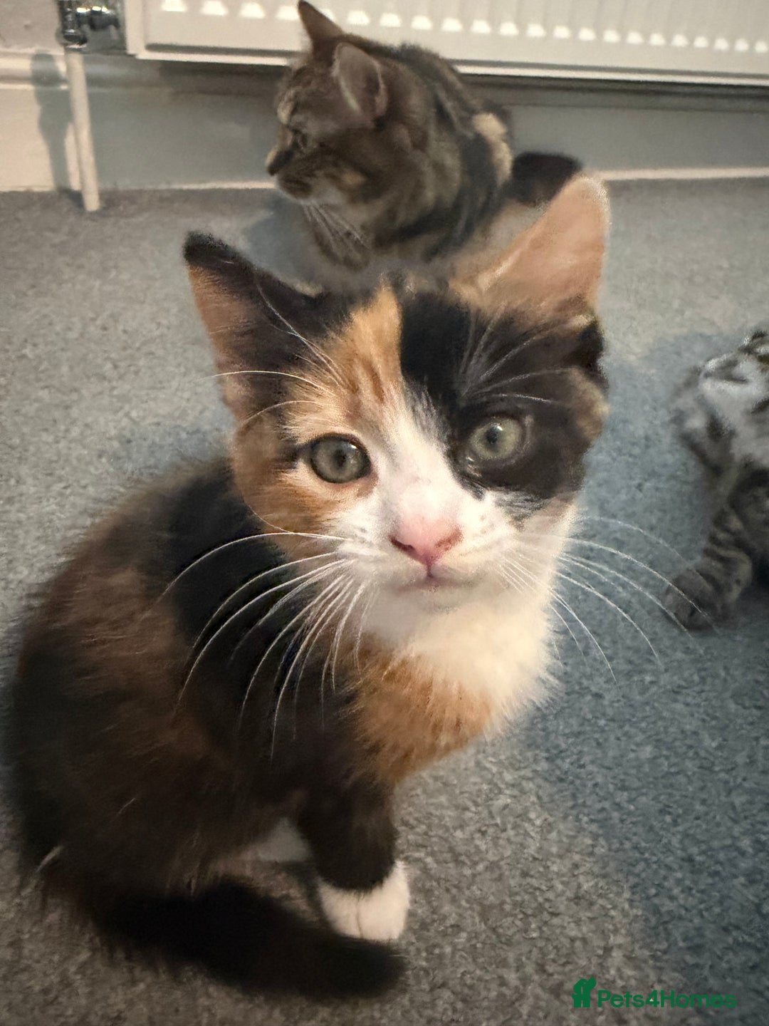 Mixed Breed cats for sale: 1 female tabby & 1 female calico  - Image 4