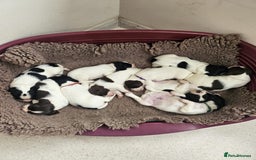 English Springer Spaniel dogs for sale: Beautiful springer spaniel puppies - Image 4