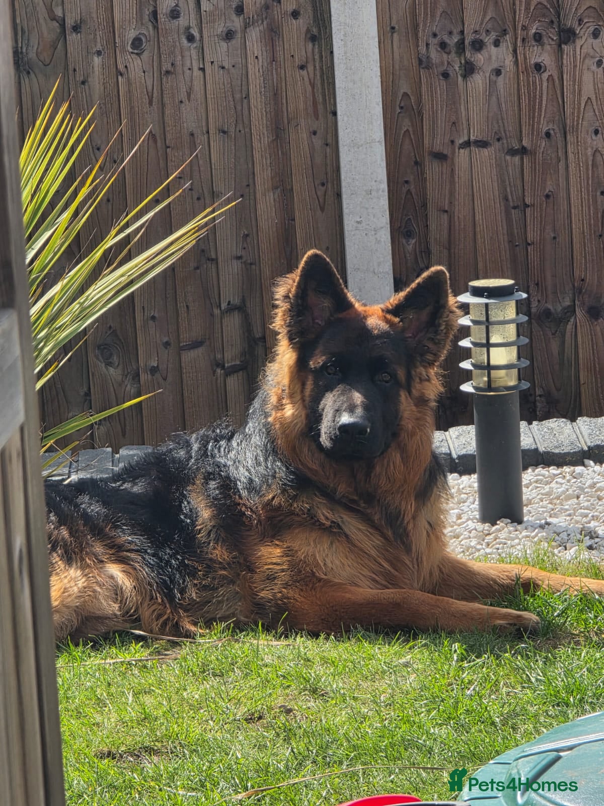 German Shepherd dogs German Shepherd, 10 Months – Loving Home Needed - Advert 13