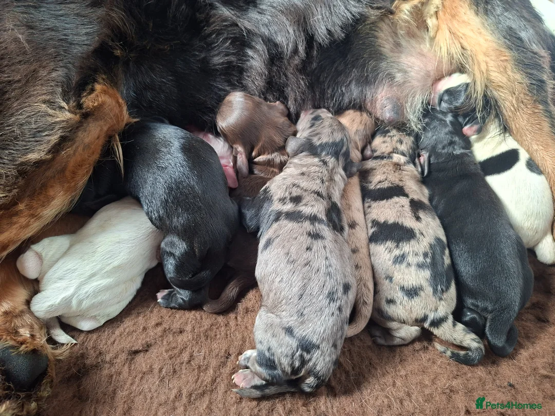 Cockapoo dogs for sale: F1 Cockapoo Puppies  - Advert 1