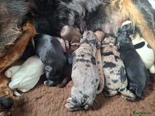 Cockapoo dogs F1 Cockapoo Puppies - Advert 1