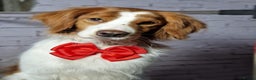 Brittany Spaniel dogs for adoption: RESERVED - Elvis, Brittany Cross, aged 1 in Bedford - Advert 4