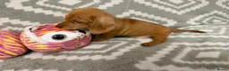 Miniature Dachshund dogs for sale: Beautiful Miniature Puppy Dachsung  - Advert 11
