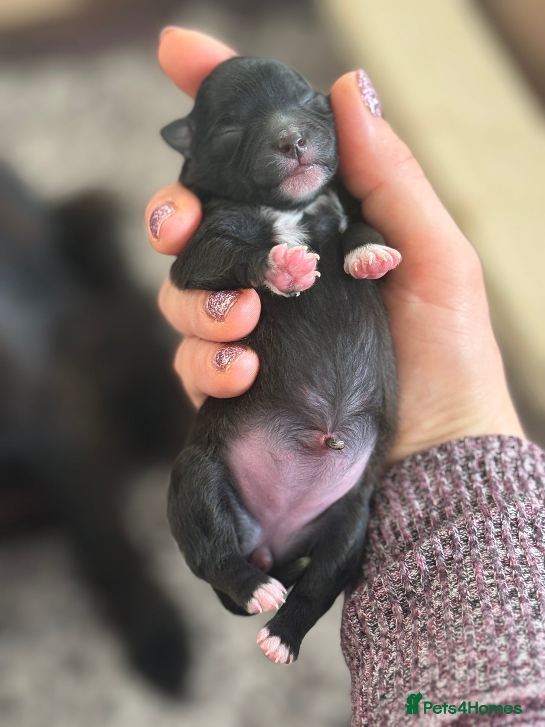 Pomeranian dogs for sale: Adorable Pomeranian puppies - ready January 25! - Advert 20