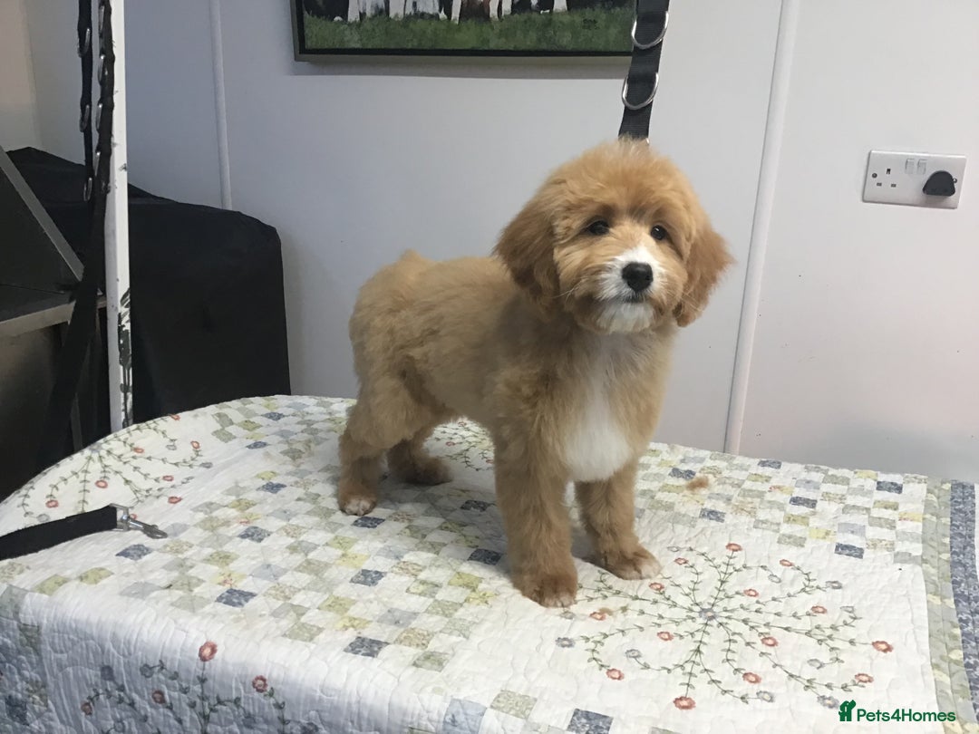 Bernedoodle dogs for sale: Rare Toy bernedoodles  - Advert 5