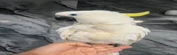 Mixed Breed birds for sale: Stunning Selection Baby HandReared Loving Parrot in Nottingham - Advert 13