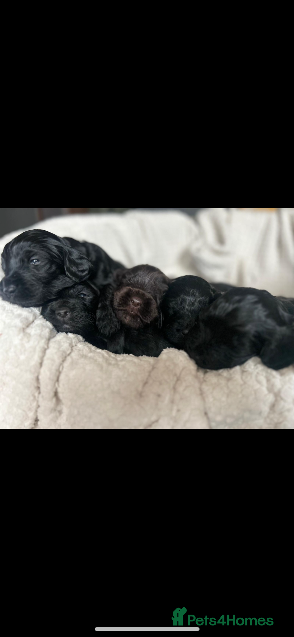 Cockapoo dogs Beautiful Cockapoo puppies  - Advert 5