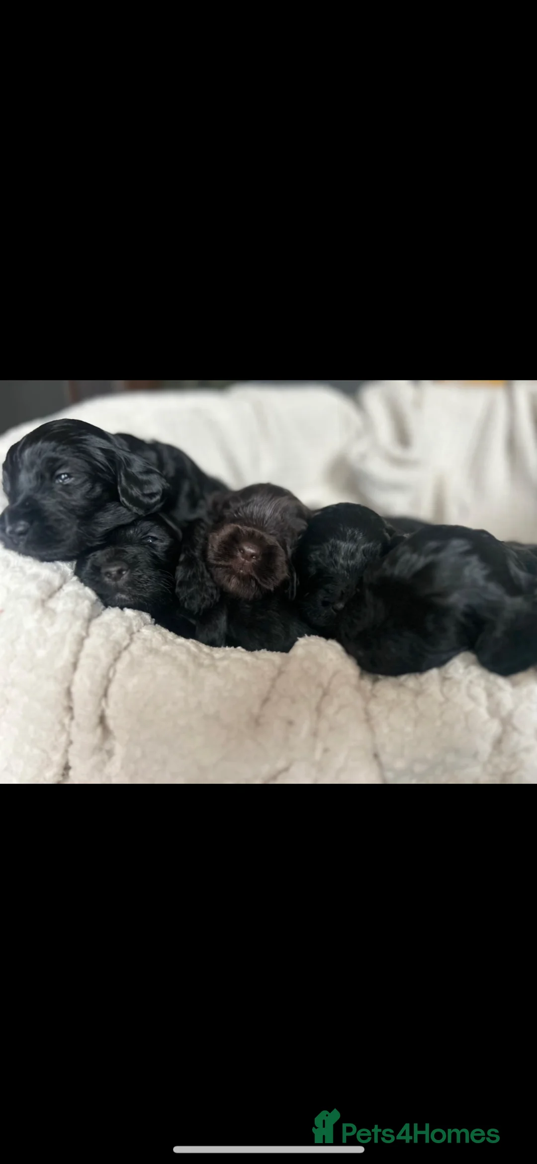 Cockapoo dogs for sale: Beautiful Cockapoo puppies  - Advert 1