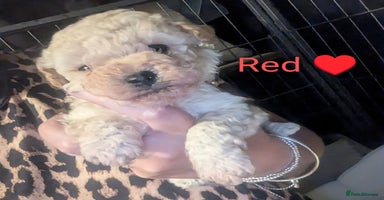 Poochon dogs - Advert 6