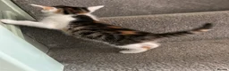 Domestic Shorthair cats for sale: 8 week kittens x 5 mixed, ginger, tortoiseshell  in Spalding - Advert 9