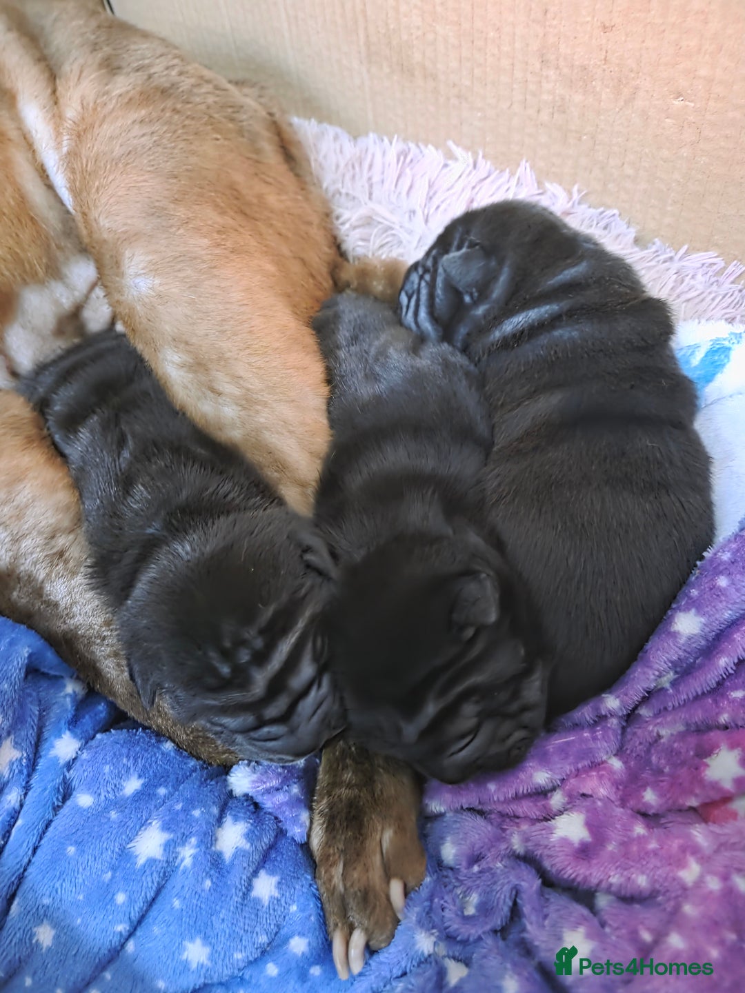Shar Pei dogs for sale: 3x beautiful shar pei puppies  - Image 10