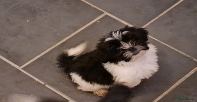 Mixed Breed dogs - Advert 1