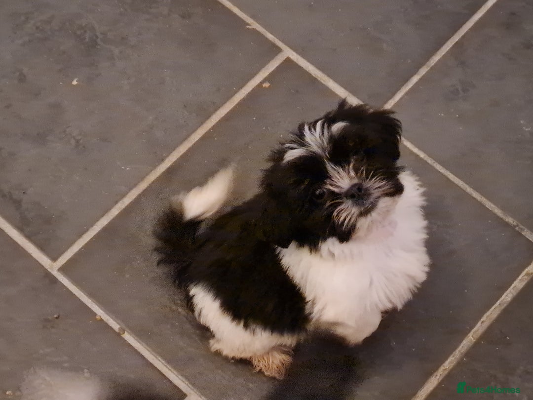 Tzu Puppies Shih Tzu X Springer Spaniel Small Puppies Buy Best