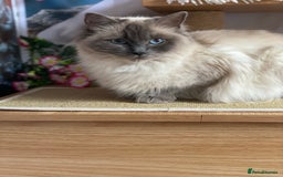Ragdoll cats for sale: Adorable Blue Point Ragdoll Kittens - Image 17