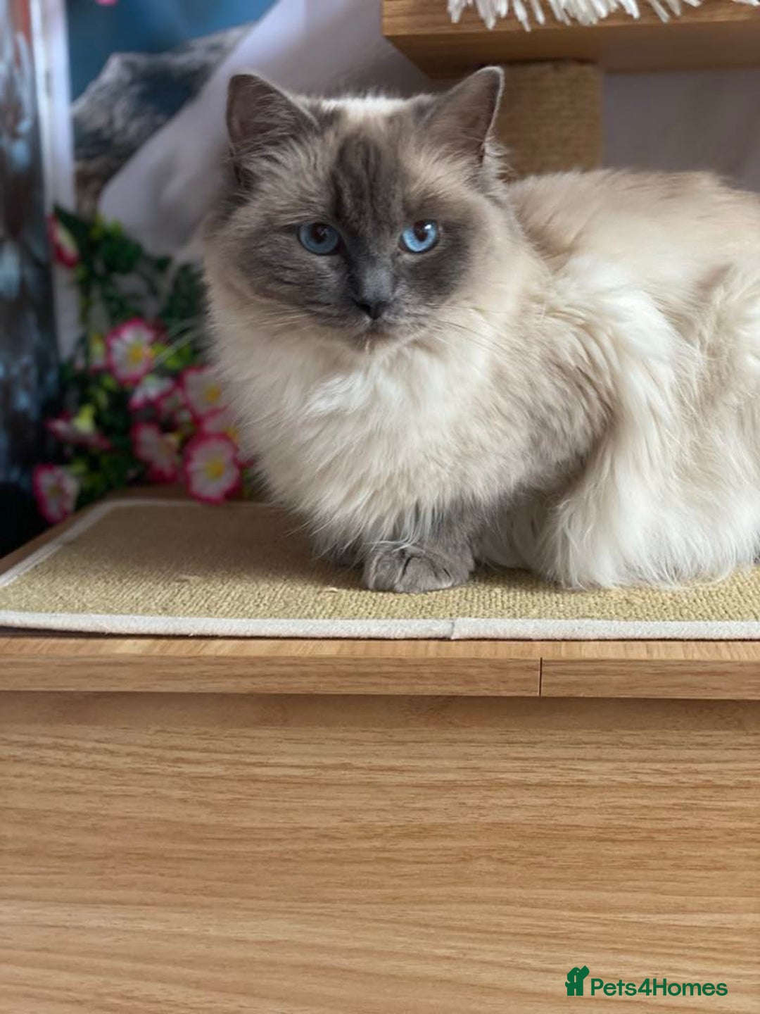 Ragdoll cats for sale: Adorable Blue Point Ragdoll Kittens - Image 17