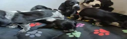 Mixed Breed dogs for sale: KC Basset Hound x KC German Shorthaired Pointer  - Advert 4