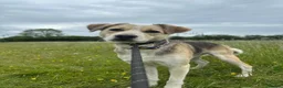 Mixed Breed dogs for adoption: Adorable Thanos needs his own forever home  in Atherstone - Advert 3
