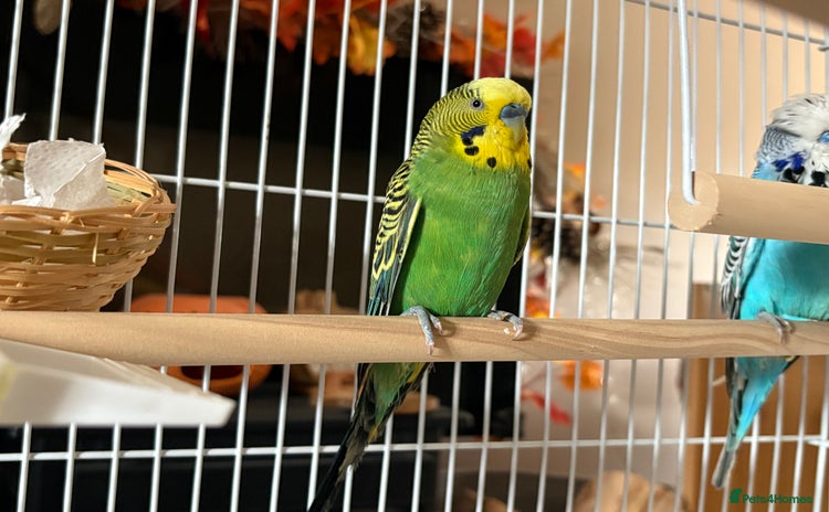 Budgerigars birds - Advert 1
