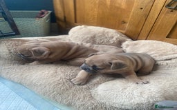 French Bulldog dogs for sale: Blue and Blue Fawn French Bulldog pups - Advert 4