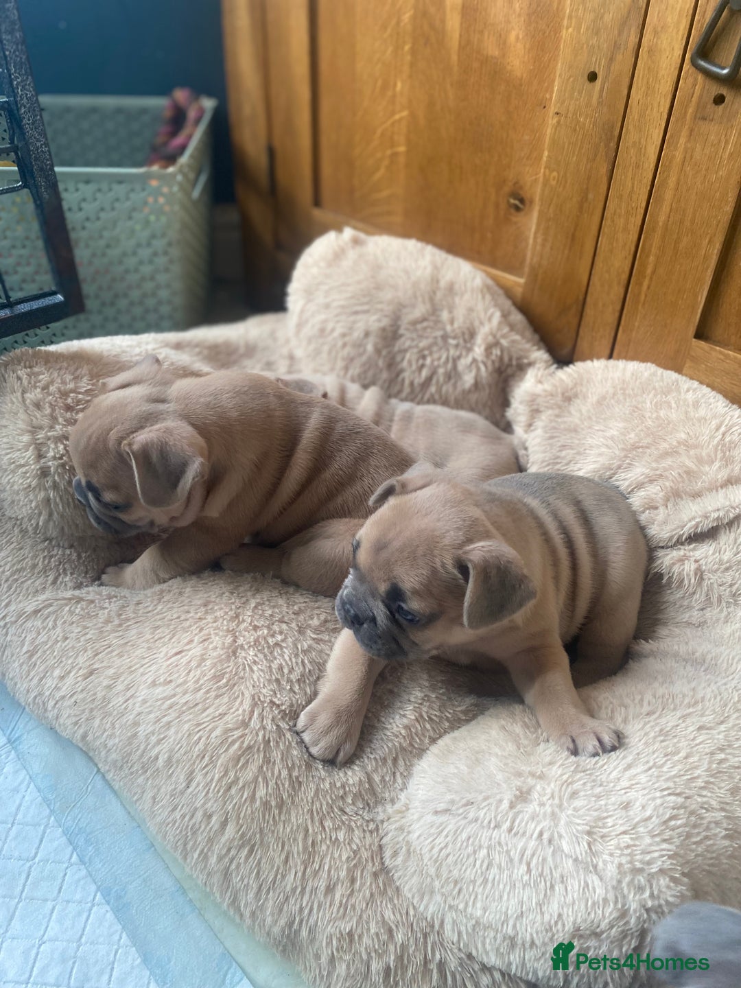 French Bulldog dogs for sale: Blue and Blue Fawn French Bulldog pups - Advert 4