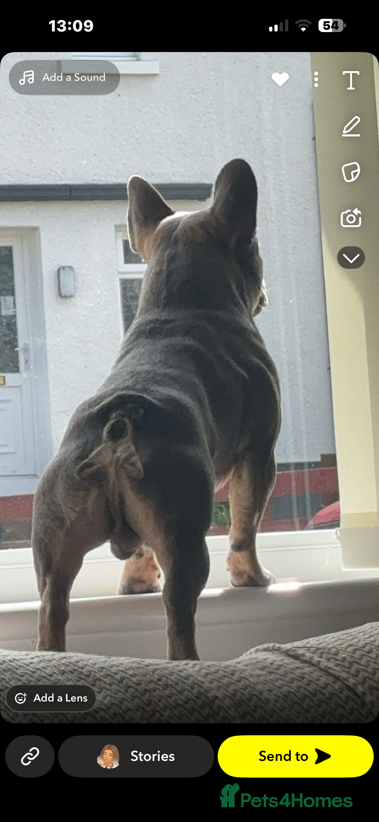 French Bulldog dogs 🐾 PROVEN FRENCH BULLDOG STUD AVAILABLE 🐾 - Advert 1