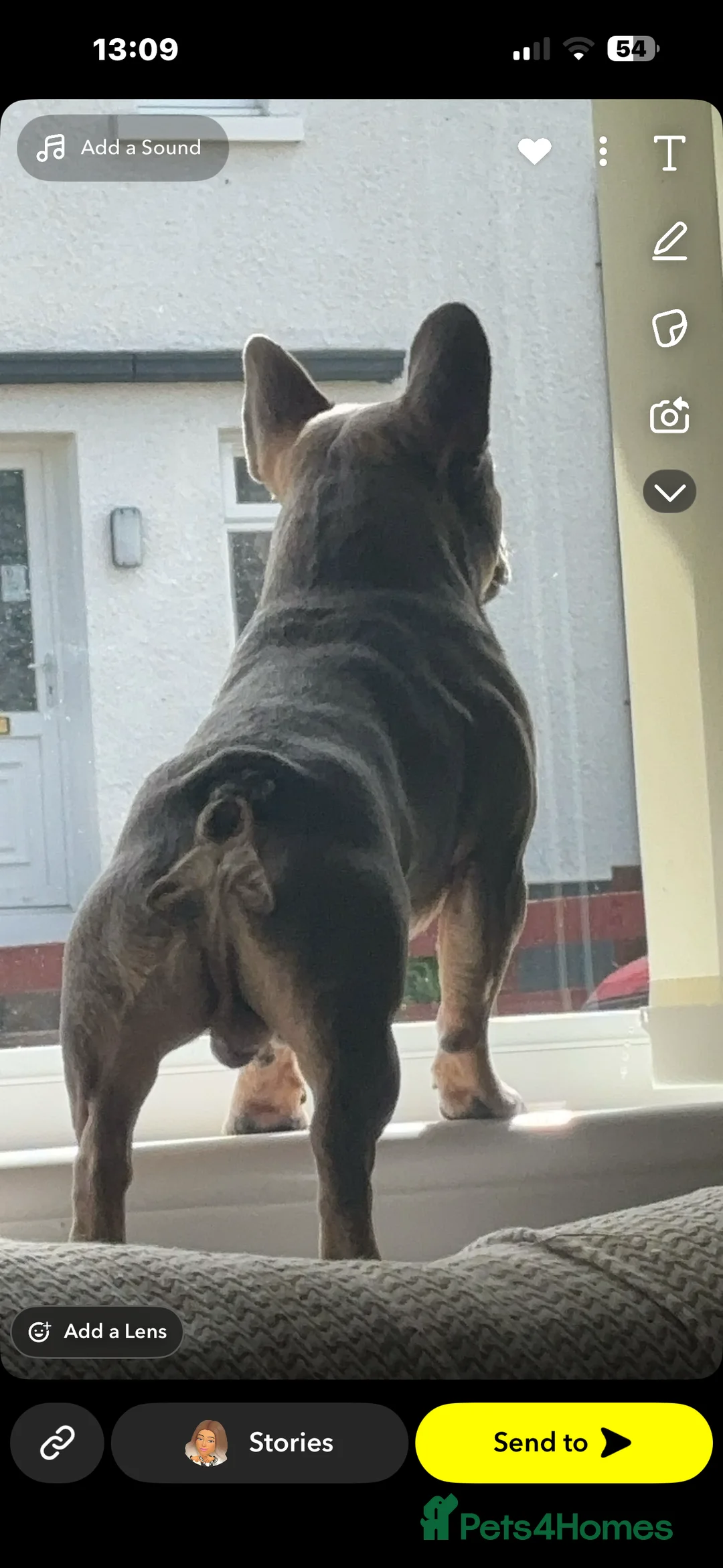 French Bulldog dogs for stud: 🐾 PROVEN FRENCH BULLDOG STUD AVAILABLE 🐾 - Advert 1