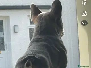 French Bulldog dogs 🐾 PROVEN FRENCH BULLDOG STUD AVAILABLE 🐾 - Advert 1