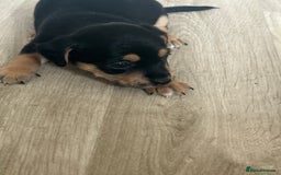 Jack Russell dogs for sale: I have 2 beautiful jack Russell puppy’s  - Image 4