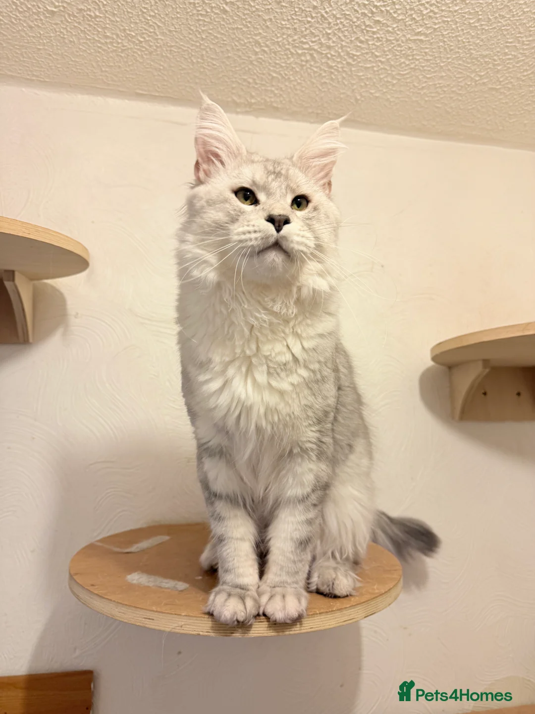 Maine Coon cats for sale: Amazing kittens 💎 - Advert 18