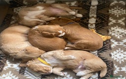 Cocker Spaniel dogs for sale: Golden & Red Working Cocker Spaniel Puppies - Image 22