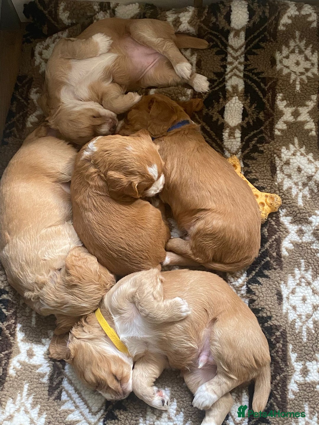 Cocker Spaniel dogs for sale: Golden & Red Working Cocker Spaniel Puppies - Image 22