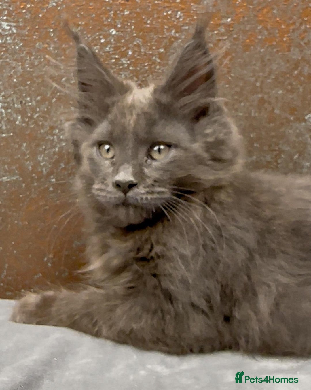 Maine Coon cats for sale: Championship bloodline GCCF Maine Coon kittens - Image 7