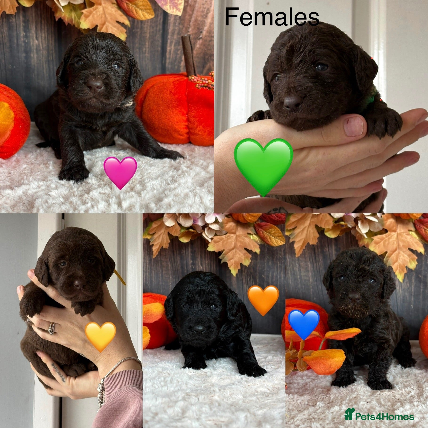 Labradoodle dogs Outstanding Litter Of 9 F1B Labradoodles 🐶 - Advert 2