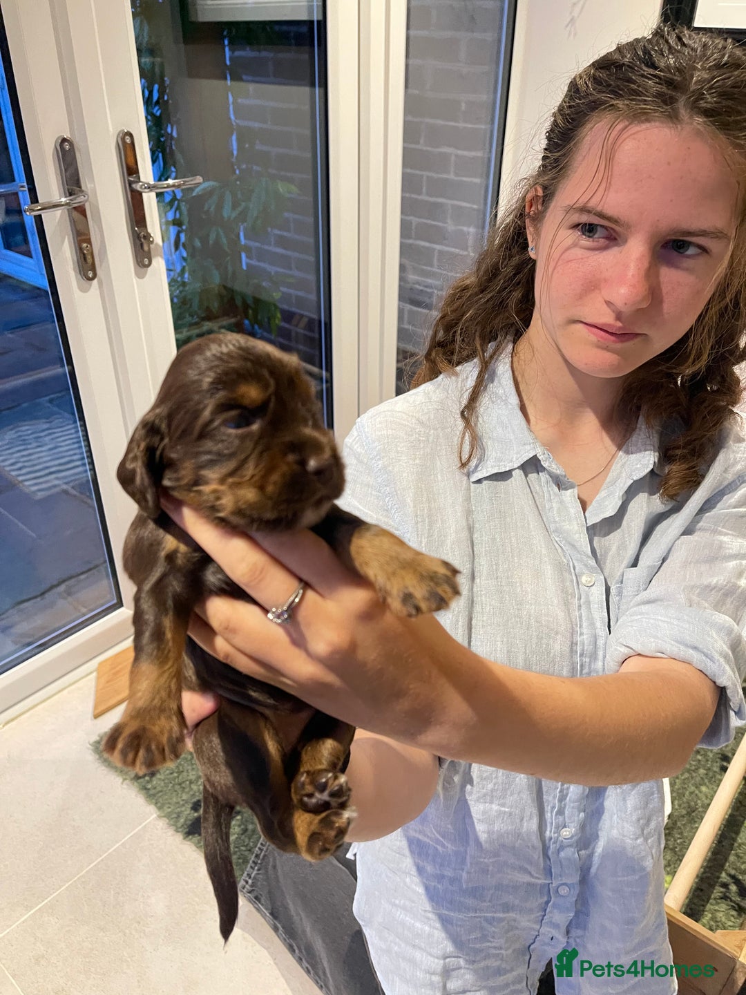 Cocker Spaniel dogs for sale:  KC Registered Working Cocker Spaniel Puppies - Image 2
