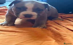 American Bully dogs for sale: Pocket bully - Image 10