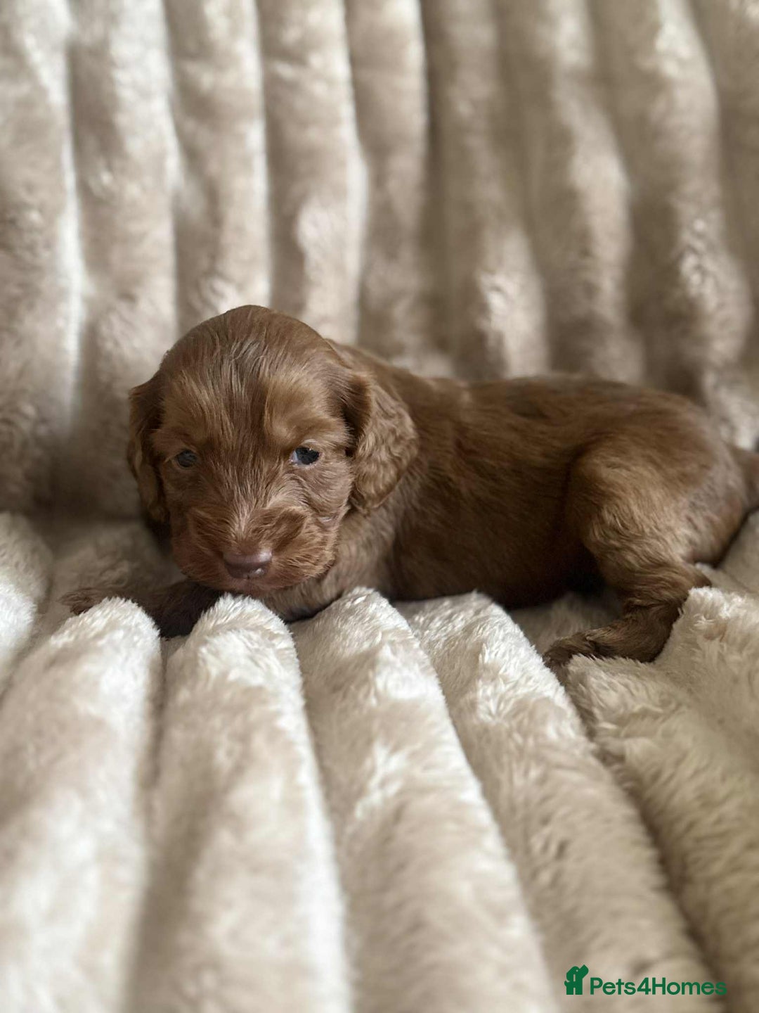 Cockapoo dogs for sale: Cockapoo F1B STUNNING COLOURS 4 available - Advert 9