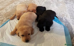 Labrador Retriever dogs for sale: LABRADOR PUPPIES  - NOT KC REGISTERED - Image 3