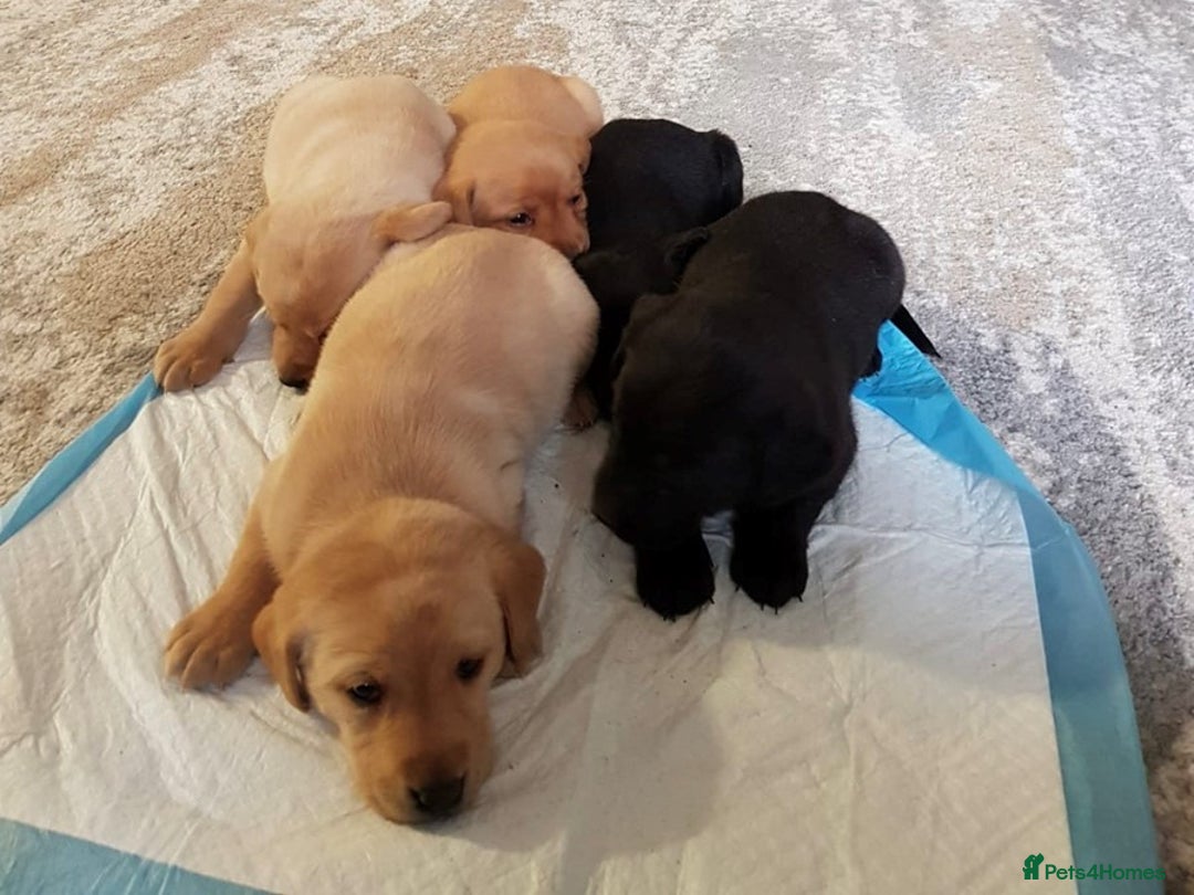 Labrador Retriever dogs for sale: LABRADOR PUPPIES  - NOT KC REGISTERED - Image 3