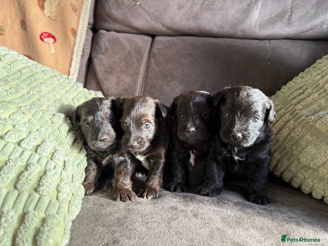 Jackapoo dogs for sale: Jackapoo puppies  - Advert 2