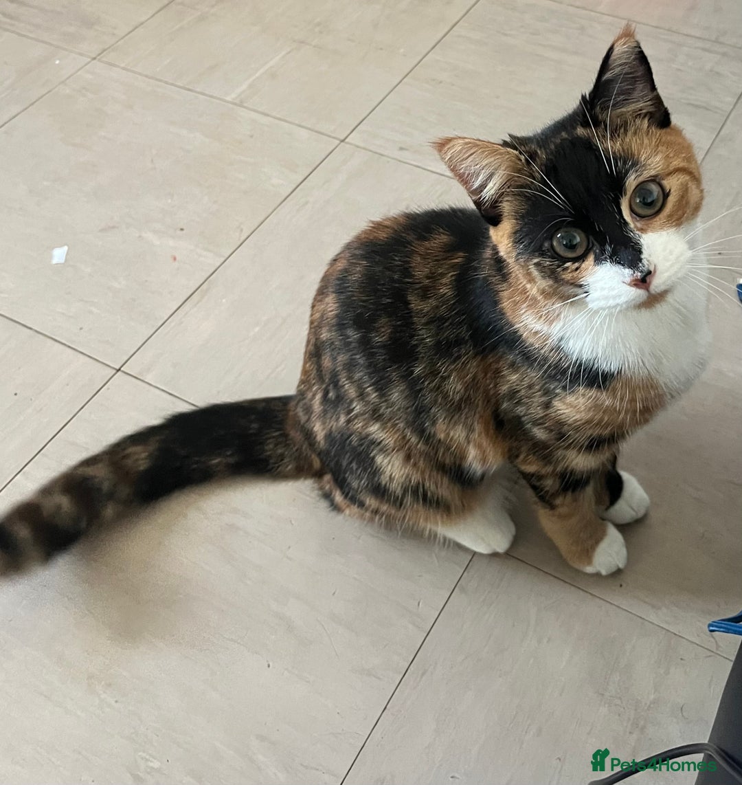 Mixed Breed cats for sale: In need of a new home ASAP - Advert 1