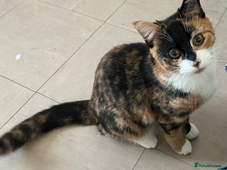 Mixed Breed cats for sale: In need of a new home ASAP - Advert 1