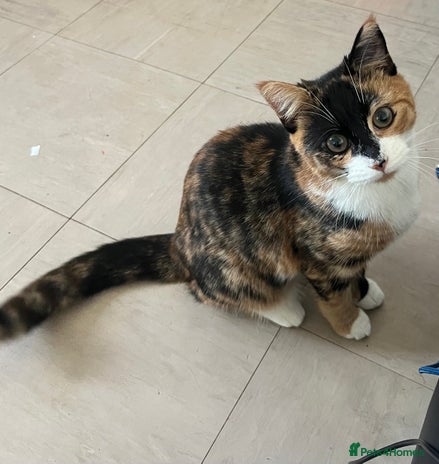 Mixed Breed cats In need of a new home ASAP - Advert 1