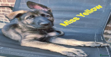 German Shepherd dogs - Advert 7