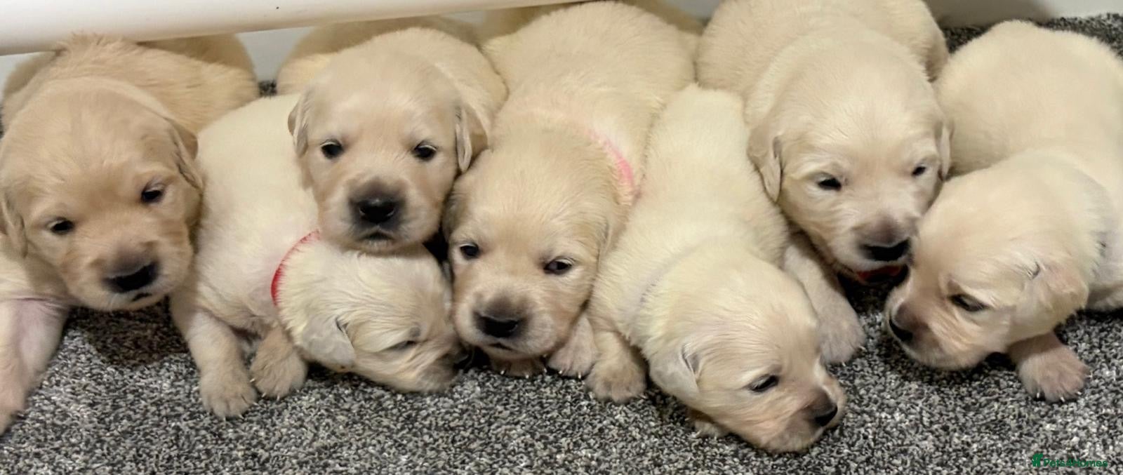 Golden Retriever dogs Beautiful healthy puppies - Advert 2
