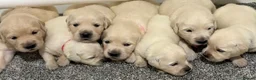 Golden Retriever dogs for sale: Beautiful healthy puppies - Advert 2