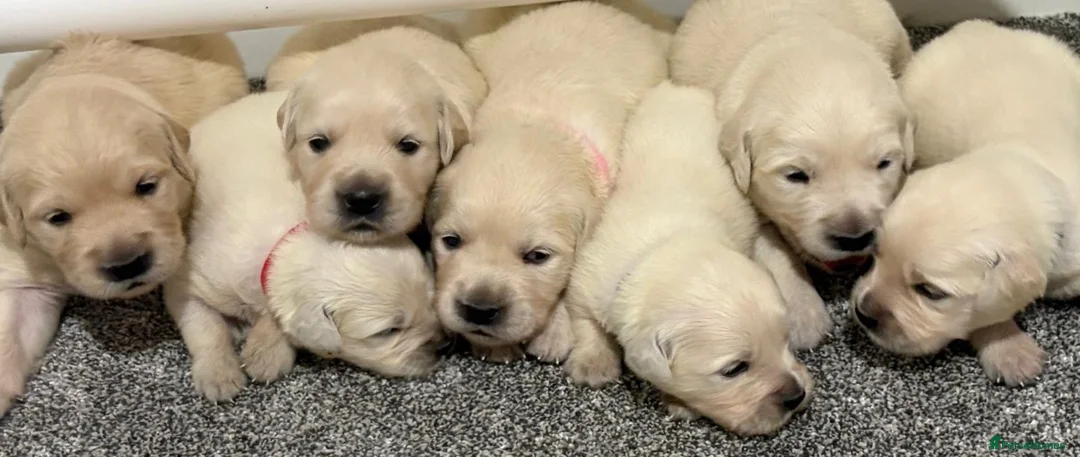 Golden Retriever dogs for sale: Beautiful healthy puppies - Advert 2
